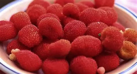 kerben indonesian berries  grow   wild