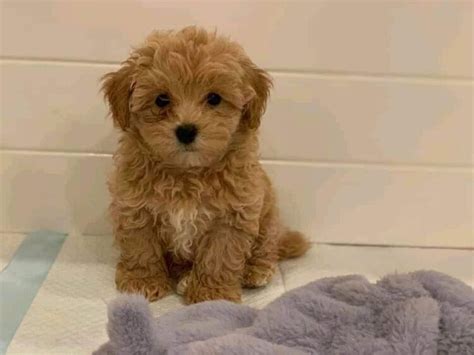Apricot Maltipoo (Pictures included) — My Doodle Puppy
