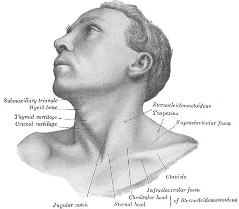 Suprasternal notch - Wikipedia