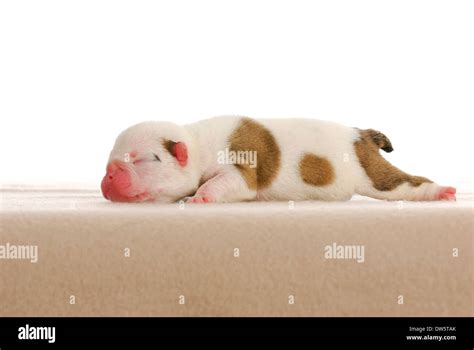 newborn puppy - english bulldog male four days old Stock Photo - Alamy