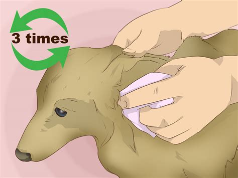 How To Make A Oatmeal Bath For A Dog at Rudolph Miller blog