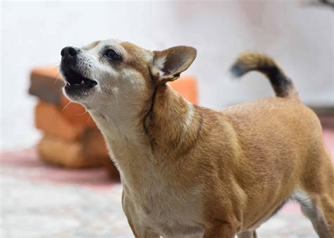 how to make dogs bark