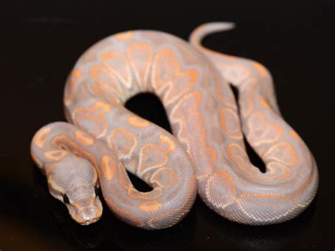 Rare Color and Pattern Morphs of Ball Pythons