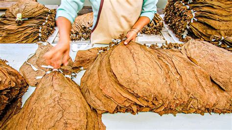 How To Make Tobacco From Tobacco Leaves | Processing Tobacco Leaves ...