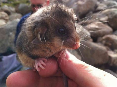 Australian endangered species: Mountain Pygmy-possum