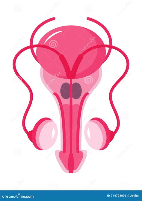 Vector De Concepto De Icono De Próstata. Ilustración Andrologista De