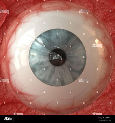 eye iris pupil Stock Photo - Alamy