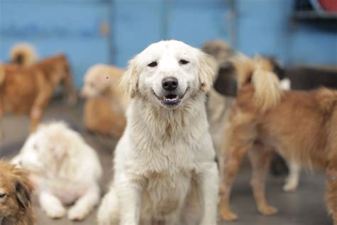 mimpi anjing sakit 11