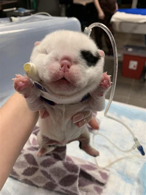 Texas Rescuer Fights To Save Puppy Whose Head Doubled In Size Overnight
