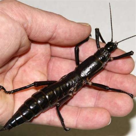 Insects That Are Extinct