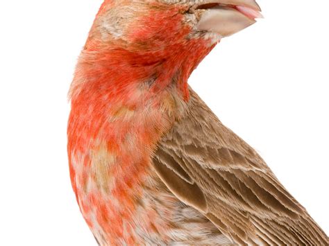 Female House Finch Bird