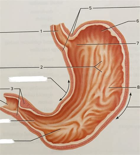 Regions of the stomach Diagram | Quizlet