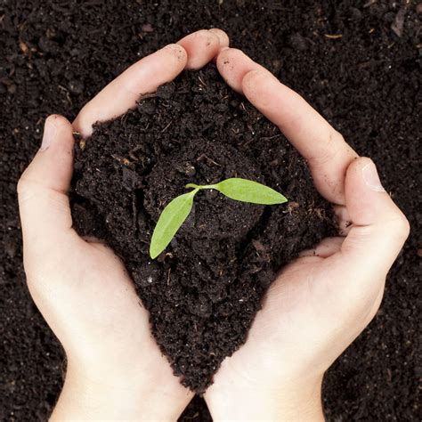 bags top soil 8