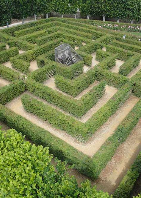 The Maze in the gardens of the Château de Villandry (37)