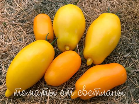 Банановые пальчики (ПРОЕКТ "DWARF TOMATO") - семена томатов