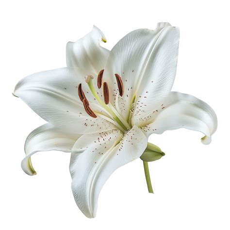 A pure white lily isolated on a transparent background 46980734 PNG