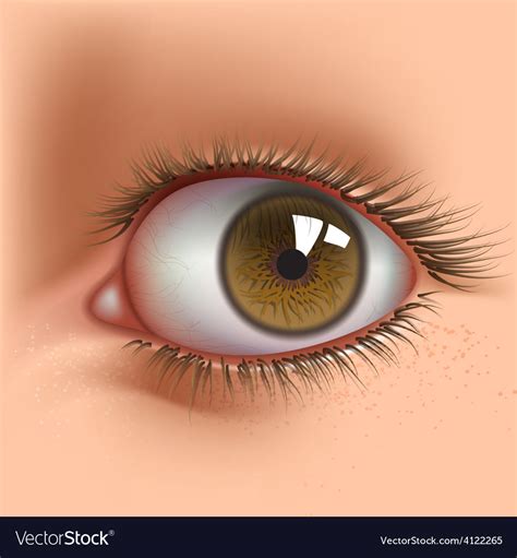 Open eye Royalty Free Vector Image - VectorStock