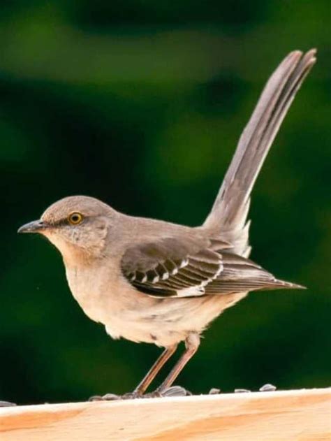 5 Marvellous Facts About The Mighty Mockingbird | HobbyKraze