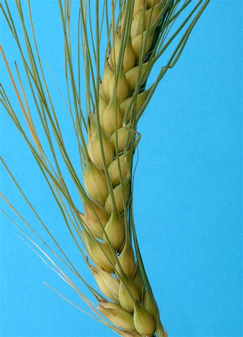 L'orzo
