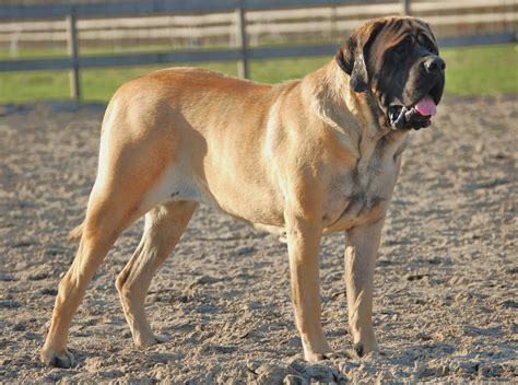 Italian Mastiffs 101: Everything You Need to Know - Mastiff Breeders