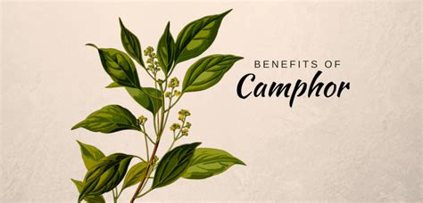 6 Impressive Camphor Uses in Ayurveda – Ayurvedum