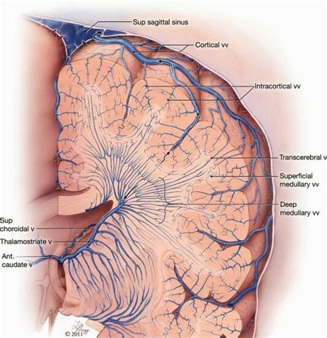 left   subclavian artery function branches stenosis artofit