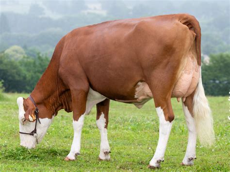 Groupe Umotest - Bull form