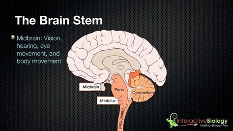 027 The 3 parts of the brain stem and their functions | Brain stem ...