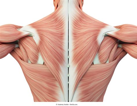Anatomia Della Spalla 3