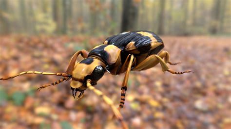 Bombardier beetle - Buy Royalty Free 3D model by Boycraft [c0c9ff7 ...