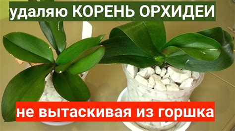 УДАЛЯЮ гнилой корень ОРХИДЕИ не вынимая фаленопсис из ГОРШКА - YouTube