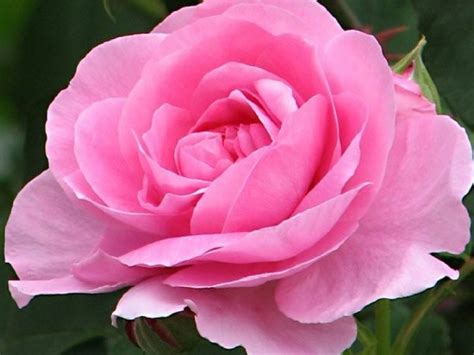 Роза Гертруда Джекилл (Gertrude Jekyll) купить в Нур-Султане, доставка ...