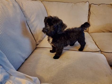 Havanese Puppy Cut