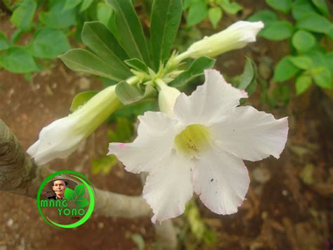 Cara Membuat Bonsai Kamboja Jepang | Aneka Ragam Bentuk Bonsai