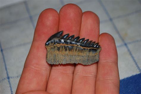 Hexanchus griseus - Member Collections - The Fossil Forum