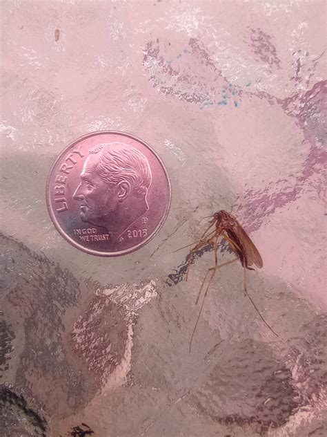Huge Mosquito Species? : r/minnesota