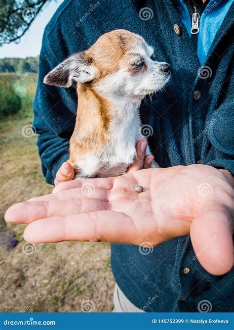The Tick Engorged with Blood Moves on the Man Hand Close Up, Swollen