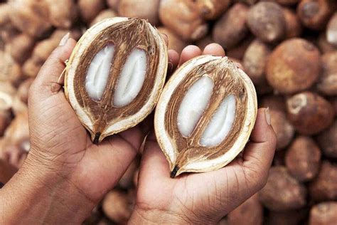 Babaçu Para Que Serve - 6 incríveis benefícios do uso de Óleo de Babaçu para a pele