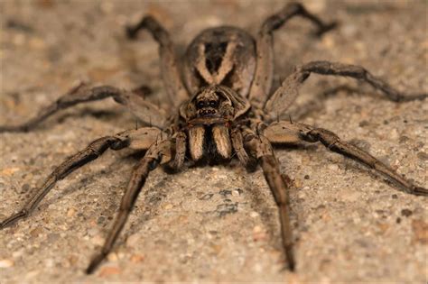 wolf spiders eat brown recluse black widows   bad spiders