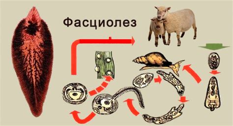 Найпоширеніші хвороби овець: їхні симптоми й ознаки, способи лікування ...