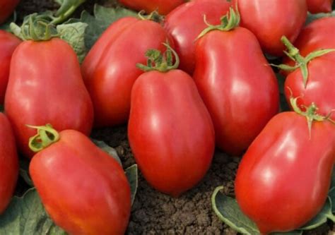 Самая большая подборка томатов для вяления и сушки: у них мясистая ...