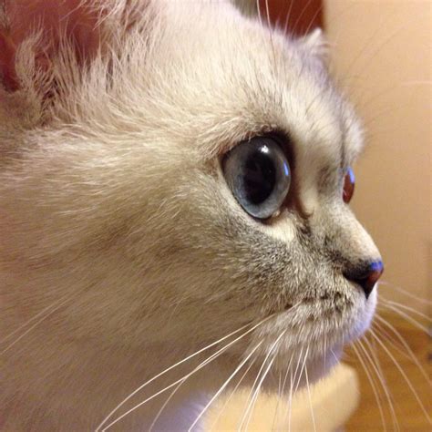 Котовасия