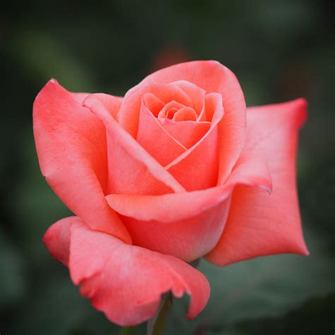 Rose, Sonia, バラ, ソニア, | Hybrid tea roses, Beautiful rose flowers ...