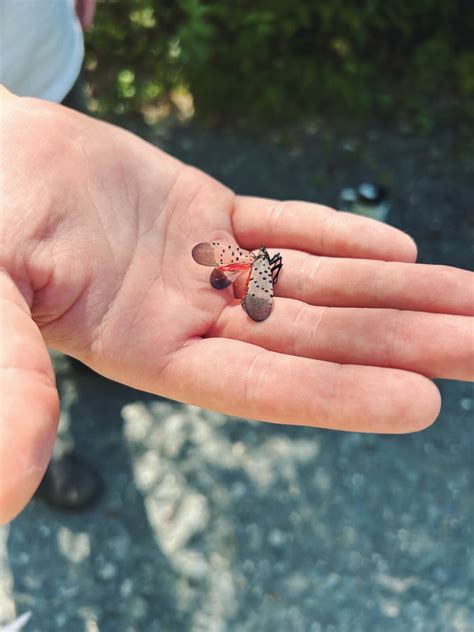 For Better or Worse, the Spotted Lanternfly is Now Maryland’s Most