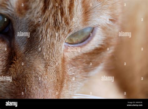 Dangerous cat hi-res stock photography and images - Alamy