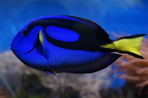 “Finding Dory” and Promoting Responsible Pet Ownership | Reef ...