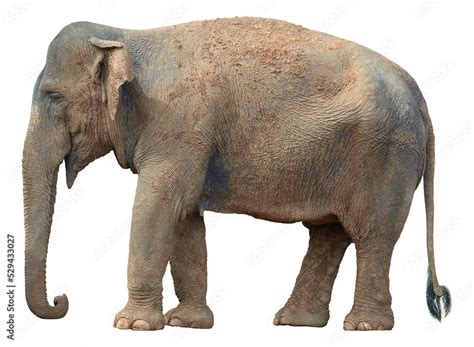 standing indian elephant side view cut  stock photo adobe stock