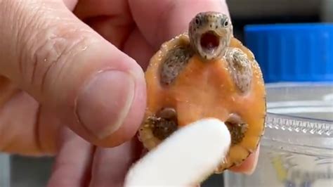 A Baby Turtle 'Enjoys a Cleaning' in This Viral Vid? | Snopes.com