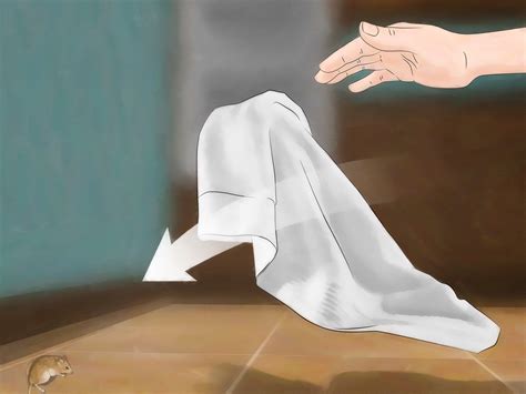 how to get rid of mice humanely 4