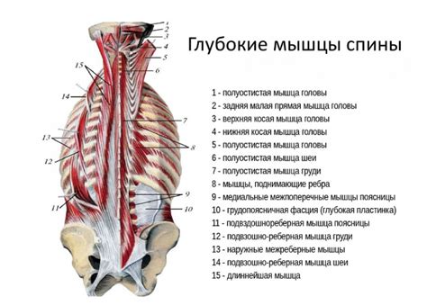 Грудной отдел позвоночника: анатомия, месторасположение позвонков и ...